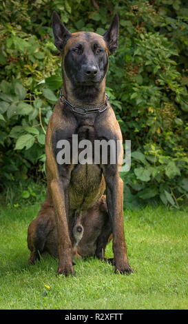 Ein belgischer Schäferhund sitzt in einem Park Stockfoto