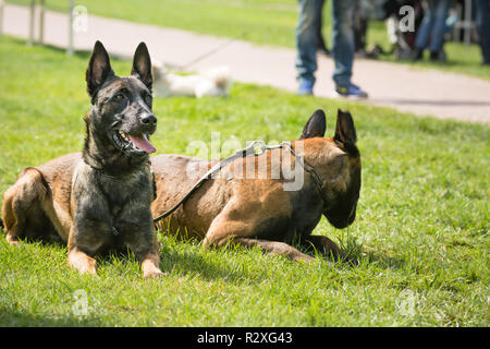 Belgische Schäferhunde sitzen in einem Park Stockfoto