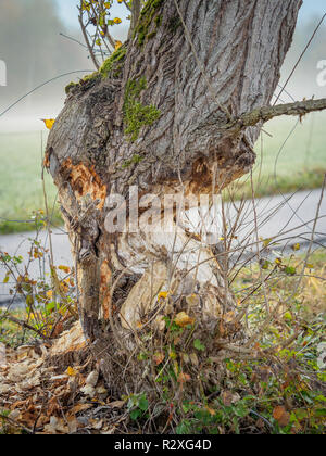 Baum mit bissspuren von einem Biber in Bayern, Deutschland Stockfoto