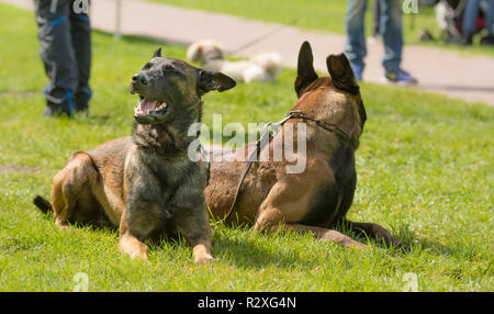 Belgische Schäferhunde sitzen in einem Park Stockfoto