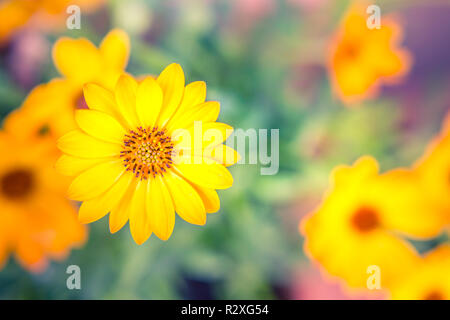 Gelbe Blumen auf verschwommenem Gartenhintergrund. Sonnige Blumen, ruhiger, heller Naturhintergrund Stockfoto