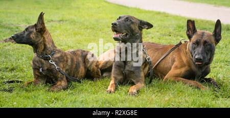 Belgische Schäferhunde sitzen in einem Park Stockfoto