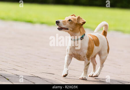 Ein Jack Russel Terrier spielen Stockfoto