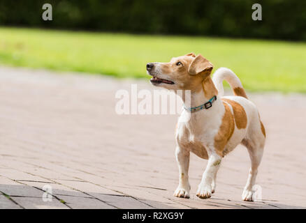 Ein Jack Russel Terrier spielen Stockfoto