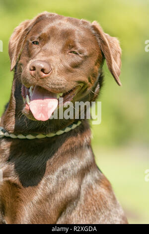 Ein brauner Labrador sitzt in einem Park Stockfoto