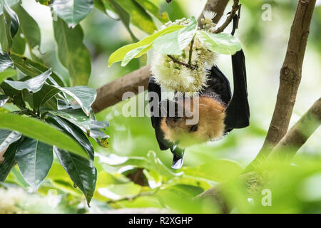 Seychellen Flying Fox Pteropus seychellensis nach Fütterung auf Blume, Mahe, Seychellen, Indischer Ozean Stockfoto