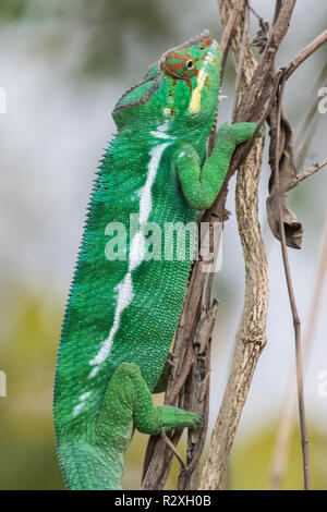 Panther chameleon Furcifer pardalis Männchen auf die Vegetation, die Madagaskar Stockfoto