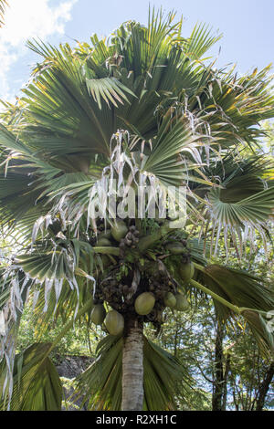 Coco de Mer Lodoicea maldivica zeigt größte Samen und Früchte in der Welt, Mahe, Seychellen Stockfoto