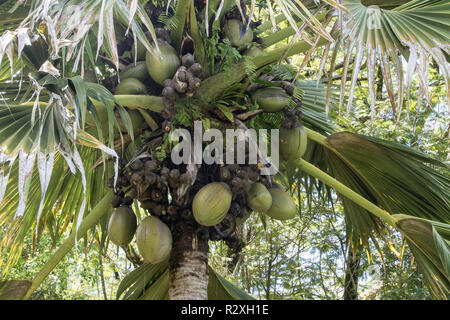 Coco de Mer Lodoicea maldivica zeigt größte Samen und Früchte in der Welt, Mahe, Seychellen Stockfoto