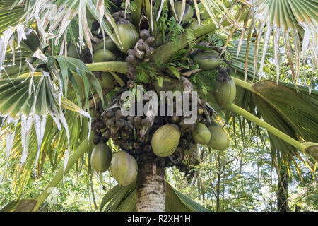 Coco de Mer Lodoicea maldivica zeigt größte Samen und Früchte in der Welt, Mahe, Seychellen Stockfoto