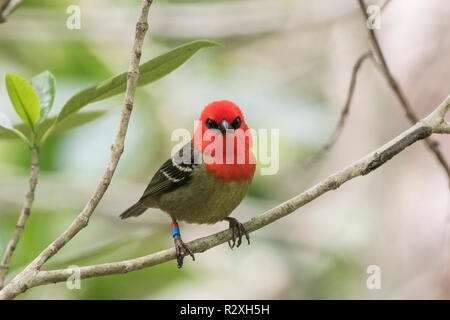 Mauritius fody Foudia rubra erwachsenen männlichen am Baum auf der Ile aux Aigrettes Insel thront, Mauritius, Indischer Ozean Stockfoto