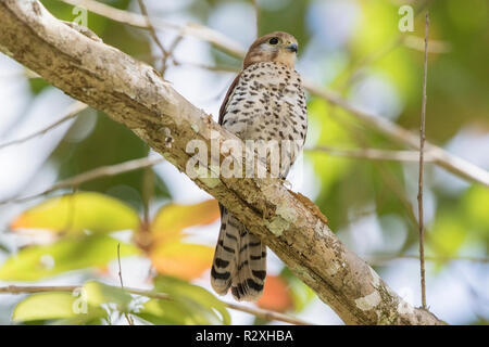 Mauritius turmfalke Falco punctatus thront auf Niederlassung des Baums, Mauritius Stockfoto