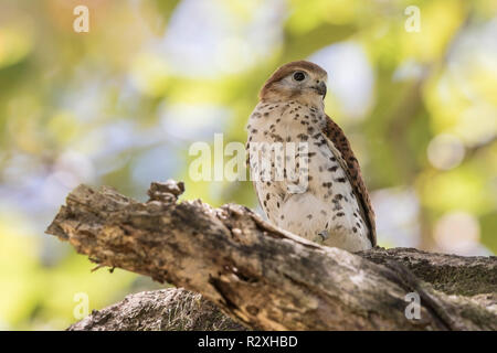 Mauritius turmfalke Falco punctatus thront auf Niederlassung des Baums, Mauritius Stockfoto