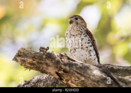 Mauritius turmfalke Falco punctatus thront auf Niederlassung des Baums, Mauritius Stockfoto