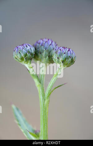 Schleichende Feld thistle Knospen, Cirsium arvense Stockfoto