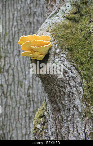 Krabbe - von - die - Holz, auch als Schwefel polypore und Schwefel Regal Stockfoto