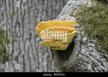 Krabbe - von - die - Holz, auch als Schwefel polypore und Schwefel Regal Stockfoto