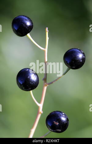 Schwarze Früchte von Prunus padus, bekannt als Vogel Kirsche, Hackberry und hagberry Stockfoto