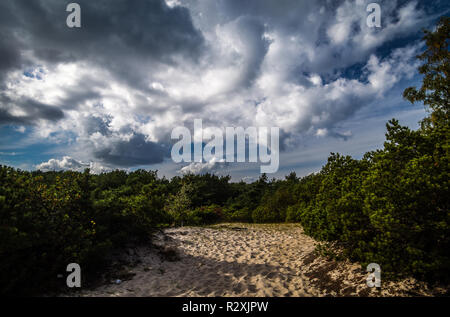 Sandigen weg mit Pinien auf der Halbinsel Hel, Polen Stockfoto