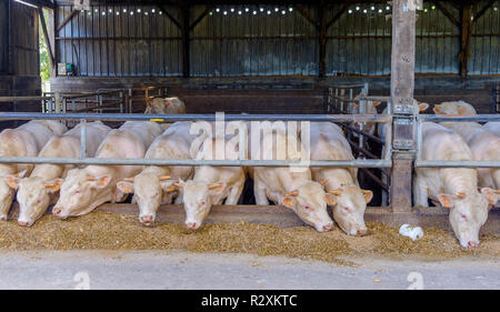 Kastrierte junge Bullen (Steers) in einem Stall, der Heu und Silage, Charolais-Rinder, Mayenne Frankreich ernährt Stockfoto