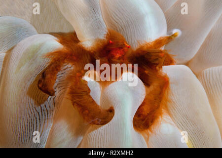 Orang Utan Krabbe (Achaeus japonicus), bubble Coral (Plerogyra sinuosa), Symbiose, Manado, Sulawesi, Indonesien Stockfoto