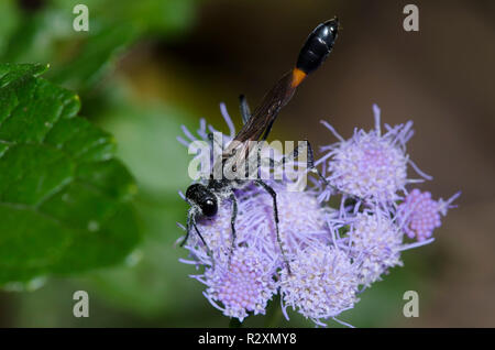 Thread-taillierte Wasp, Ammophila sp., auf Nebel Blume, Conoclinium coelestinum Stockfoto