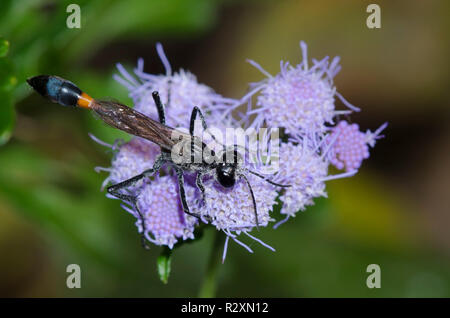 Thread-taillierte Wasp, Ammophila sp., auf Nebel Blume, Conoclinium coelestinum Stockfoto
