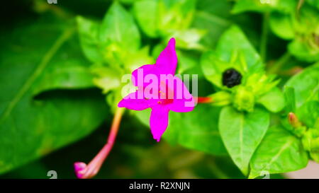 Nahaufnahme von mirabillis jalapa Blume. Stockfoto