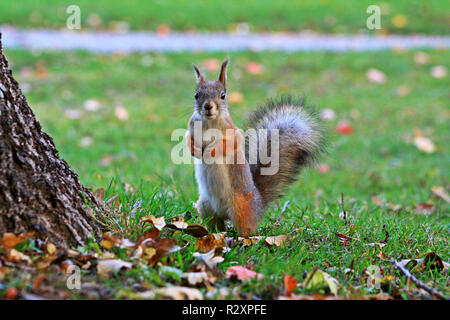 Fuchs Eichhörnchen in einem Park mit einem lustigen und neugierigen Blick. Stockfoto