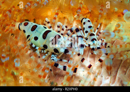 Colemans Garnelen (Periclimenes colemani), lebt auf Fire Urchin (Astenosoma varium), Symbiose, Bali, Indonesien Stockfoto