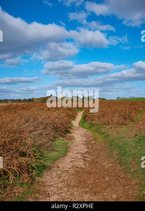 Ein Weg durch einen Bereich der Adlerfarn, dass Brown wegen Herbst mit St Andrews Kirche an Covehithe in der Ferne, Suffolk, England gedreht hat führende, Großbritannien Stockfoto