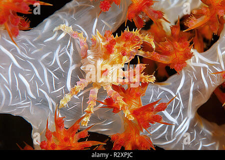 Soft coral Crab oder Süßigkeiten Crab (Hoplophrys oatesii) leben auf Weichkorallen (alcyonacea), Wakatobi Island, Sulawesi, Indonesien Stockfoto