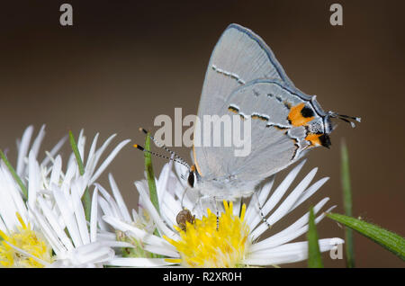 Grau Hairstreak, Strymon melinus, nectaring von berufskraut, Erigeron sp. Stockfoto