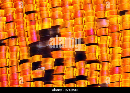 Extrem detaillierte Bild eines Chrysiridia Urania rhipheus Motte Flügel. Madagassischen Sonnenuntergang Motte. Dieses Bild ist bei 10x Vergrößerung. Stockfoto