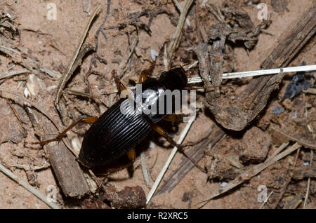 Boden Käfer, Harpalus sp., Untergattung Pseudoophonus Stockfoto