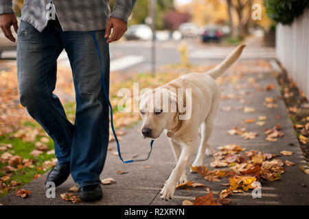 Mitte der erwachsenen Mann und Labrador Hund auf einem Spaziergang. Stockfoto