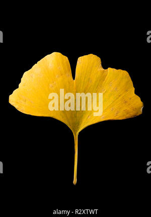 Das Blatt der Maidenhair Tree, Ginkgo Biloba, im Herbst auf dem Bürgersteig in einer kleinen Stadt in North Dorset. Der Baum ist in China ist aber nicht Stockfoto