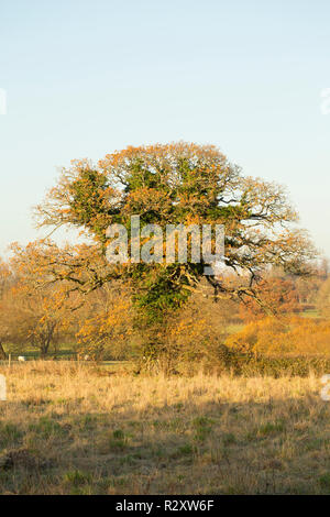 Eine Eiche, Quercus robur, der im November im Efeu, Hedera helix, in der Nähe des Flusses Stour in Dorset. North Dorset England UK GB Stockfoto