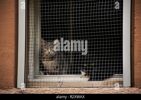 Zwei Katzen warten Besitzer und Suchen außen am Fenster Drahtgeflecht von zu Hause in Sandhausen Stadtteil und Dorf in Heidelberg, Deutschland Stockfoto