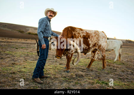 Porträt eines Cowboy, Rancher, der riesige Hörner seiner Rinder. Stockfoto