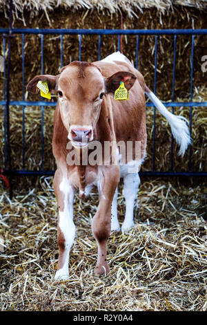 Guernsey Kalb mit gelben Tags in den Ohren, an der Kamera schaut. Stockfoto