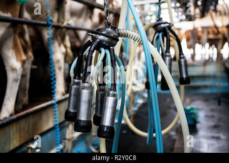 Nahaufnahme von automatischen Melken Melkmaschine in einem Schuppen. Stockfoto