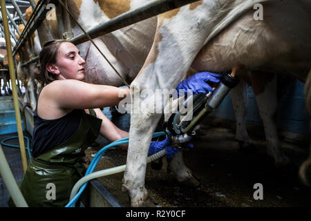 Junge Frau mit Schürze in einer melken, melken Kühe Guernsey. Stockfoto