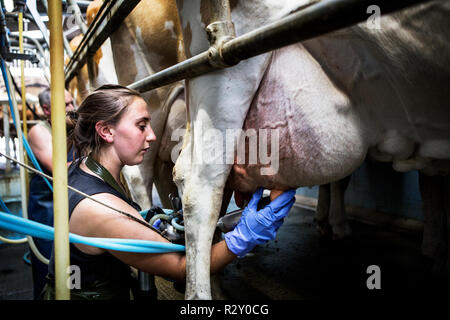 Junge Frau mit Schürze in einer melken, melken Kühe Guernsey. Stockfoto