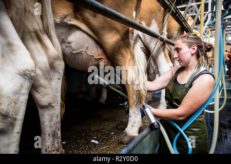 Junge Frau mit Schürze in einer melken, melken Kühe Guernsey. Stockfoto