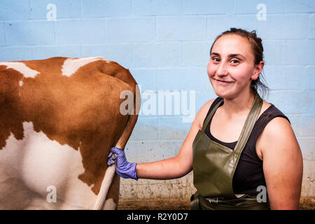 Junge Frau mit Schürze holding Guernsey Kuh von ihren Schwanz, in die Kamera lächeln. Stockfoto