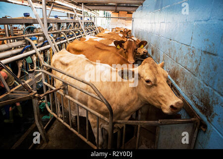 Reihe von Guernsey Kühe in einer Melken ständigen Schuppen. Stockfoto
