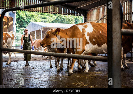 Junge Frau mit Schürze und Guernsey Kühe in einer Scheune. Stockfoto