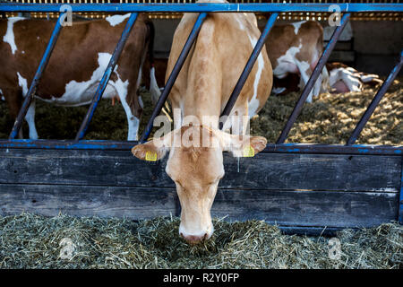Guernsey Kühe in einer Scheune, Fütterung mit Heu. Stockfoto
