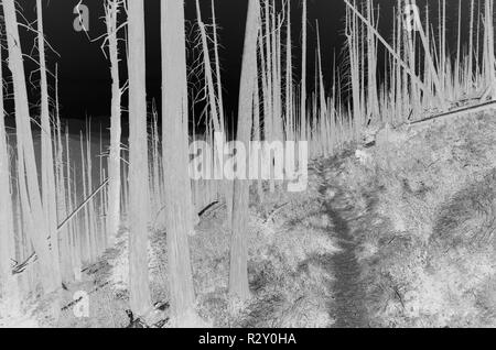 Schwarz und Weiß vertauscht Bild der Nordischen Peak Wald Feuer beschädigte Bäume in der Nähe von Mount Rainier National Park auf dem Pacific Crest Trail. Stockfoto